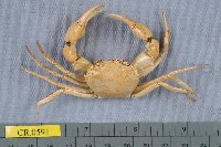 藏品(阿氏強蟹)的圖片